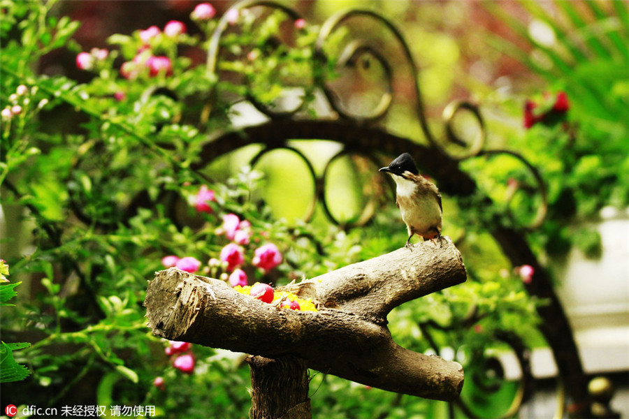 Shutterbug turns home into bird photo studio