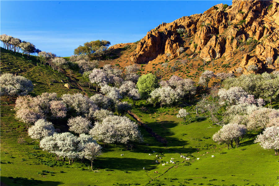 Bloomy Tacheng: A beautiful tourist attraction