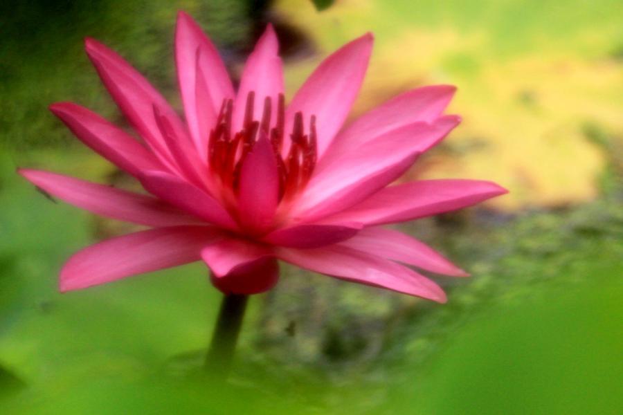 Lotus flowers bloom on Baiyang Lake, Hebei province