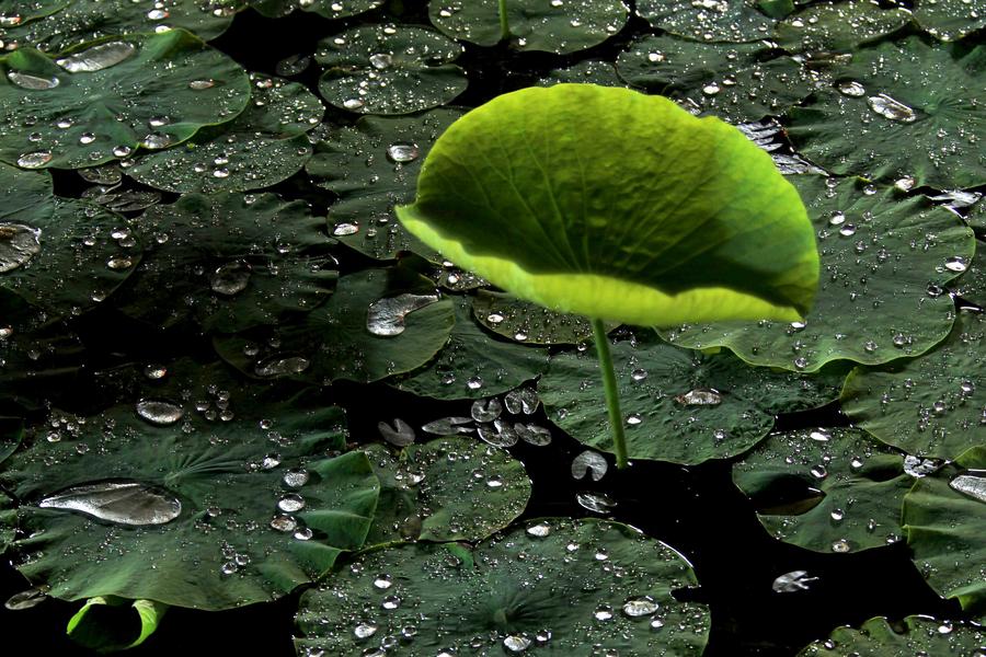 Lotus flowers bloom on Baiyang Lake, Hebei province