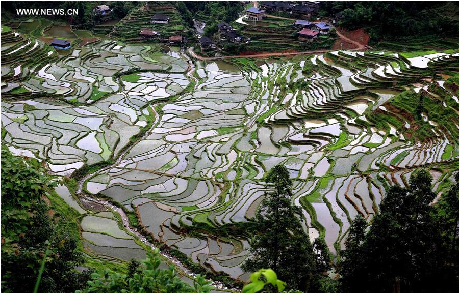 Scenery of terrace fields in China's Guangxi