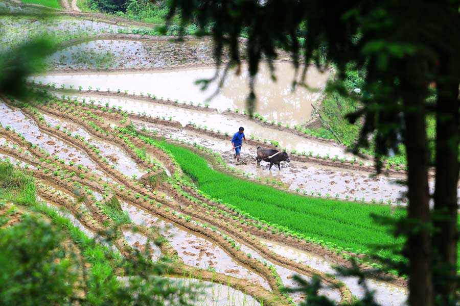 Terraced fields present pastoral beauty in Jiangxi