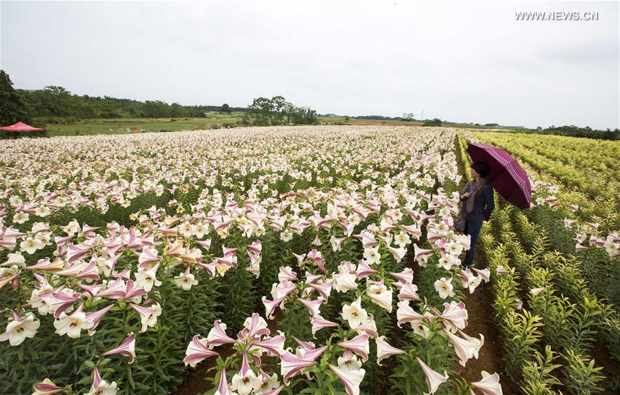 Tourists view lily flowers in East China's Jiujiang