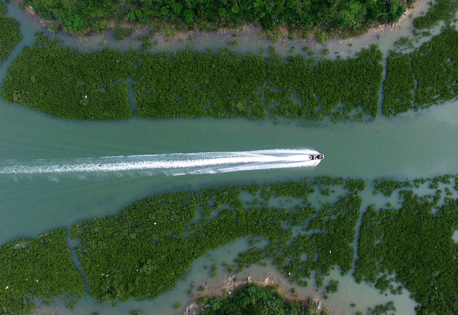 7,300-hectare mangrove trees protect South China locals