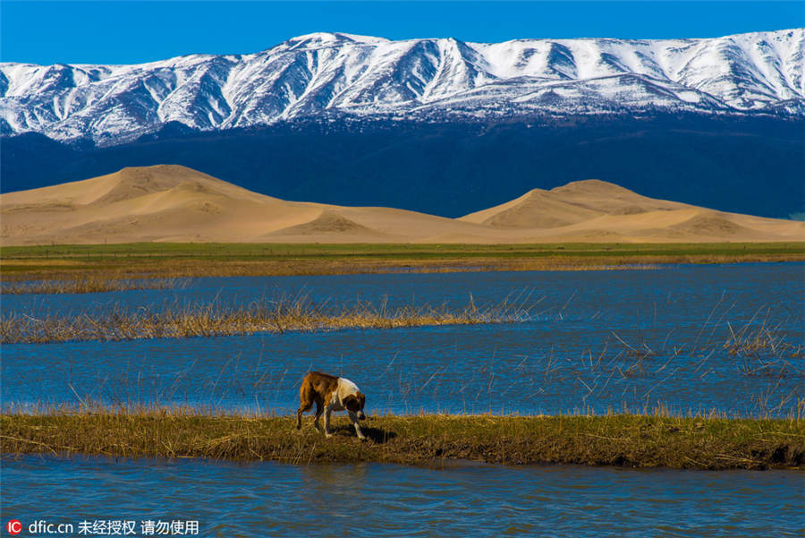 Xinjiang's Barkol grasslands look like a fairyland