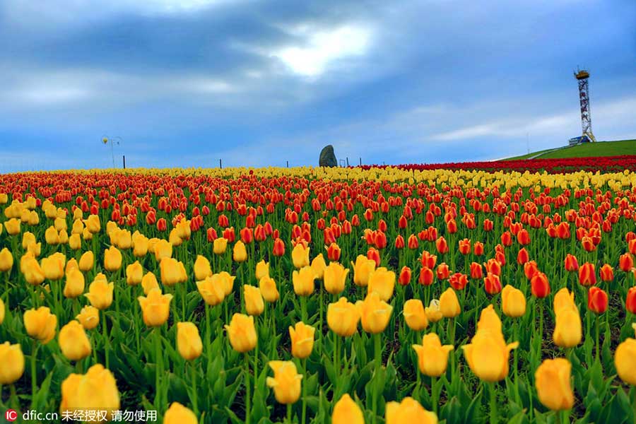 Tianshan Mountains tulips in full bloom