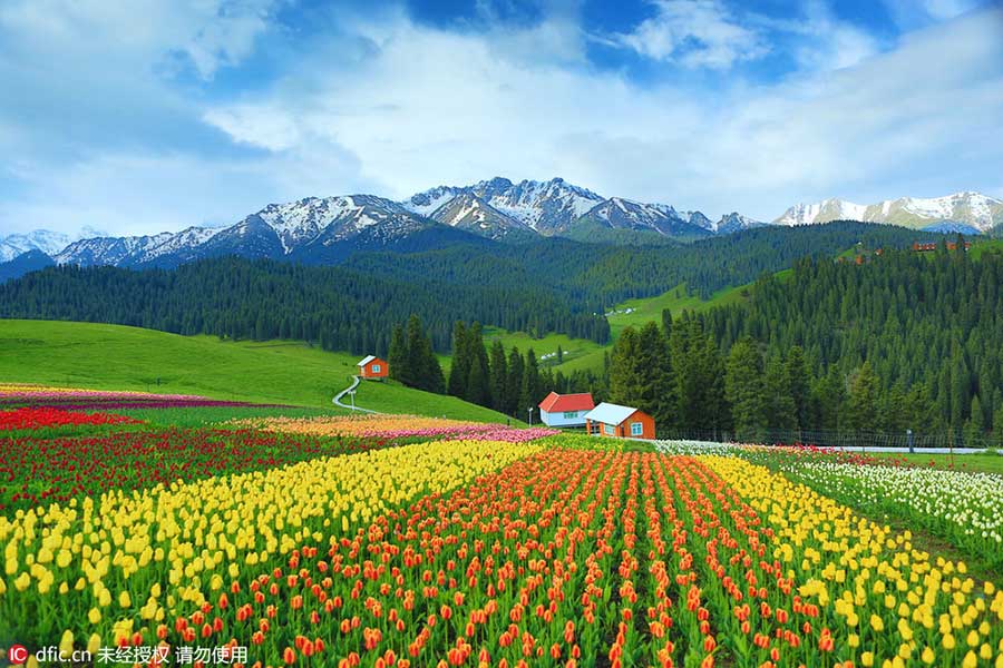 Tianshan Mountains tulips in full bloom