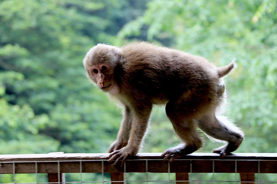 Stump-tailed macaques are a summer delight on Mount Huangshan