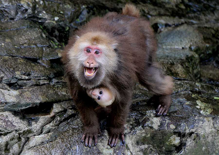 Stump-tailed macaques are a summer delight on Mount Huangshan