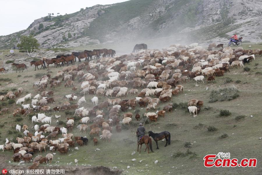 Seasonal livestock migration in Altay