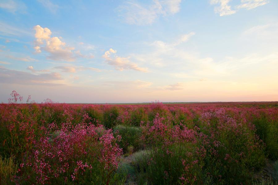 Flower industry turns Gobi wilderness into attractive landscape