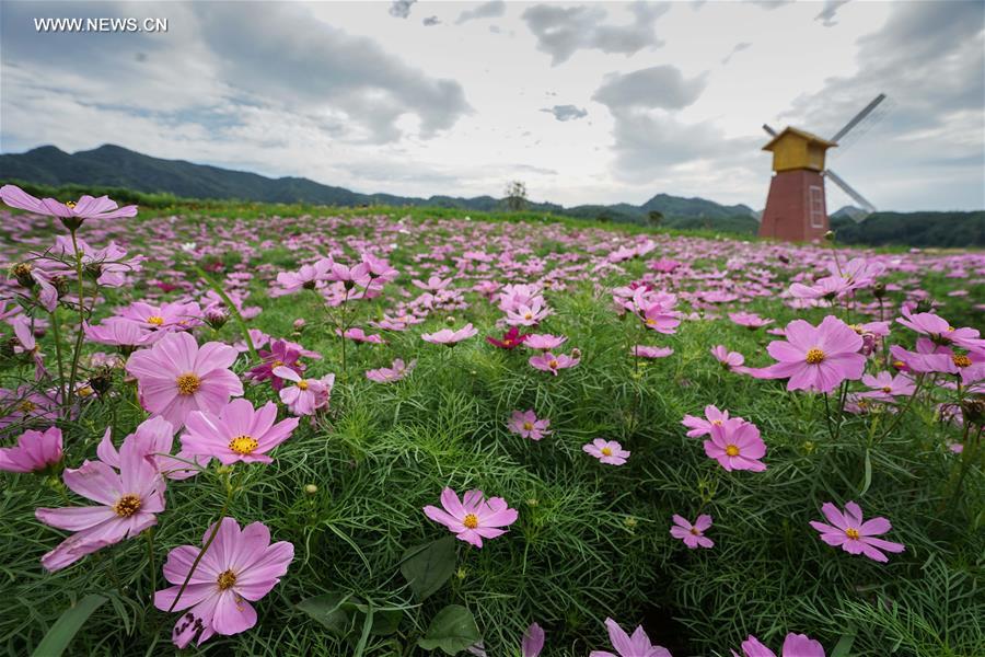 Flower festival held at Mountain Rao in C China's county