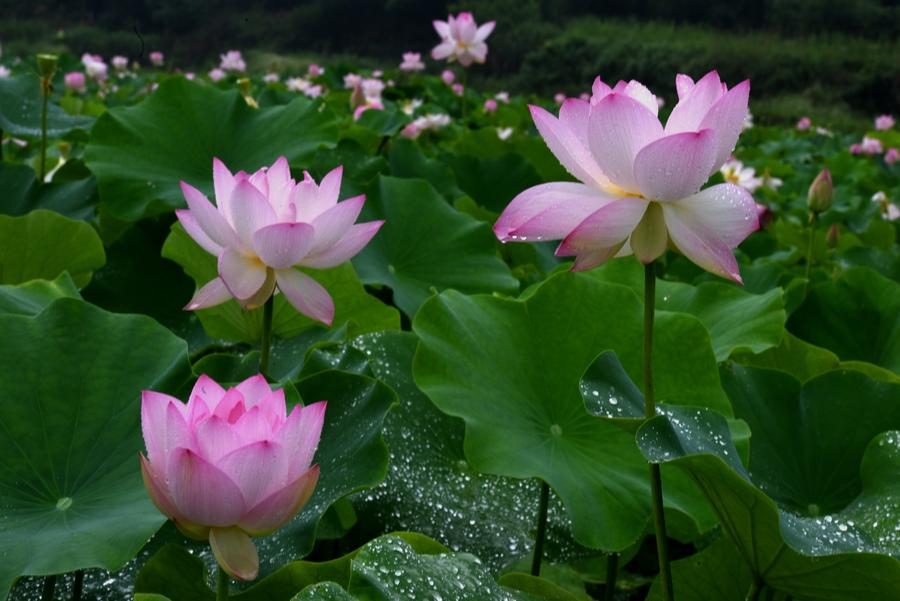 Space lotus blossoms in Lilitao village, Jiangxi province