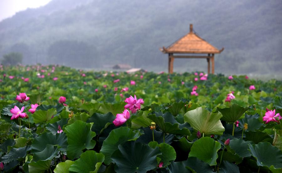 Space lotus blossoms in Lilitao village, Jiangxi province