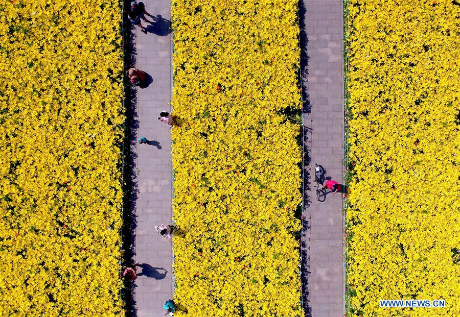 Tourists enjoy scenery of lily flowers in Shenyang, China's Liaoning