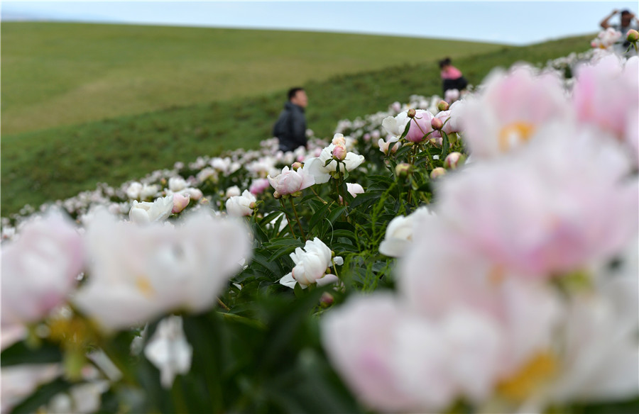 Summer scenery of Xilingol Grassland in N China's Inner Mongolia