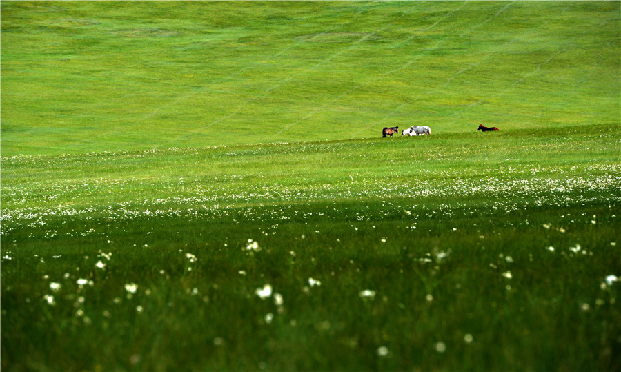 Summer scenery of Xilingol Grassland in N China's Inner Mongolia