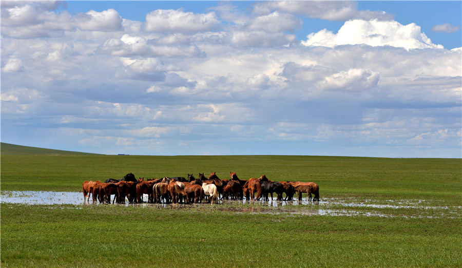 Summer scenery of Xilingol Grassland in N China's Inner Mongolia