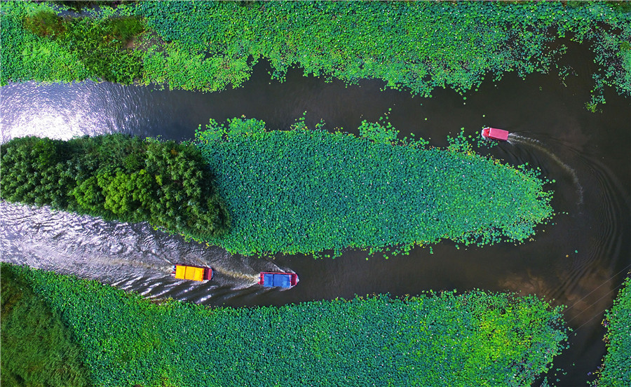 Shandong wetlands: The perfect summer destination