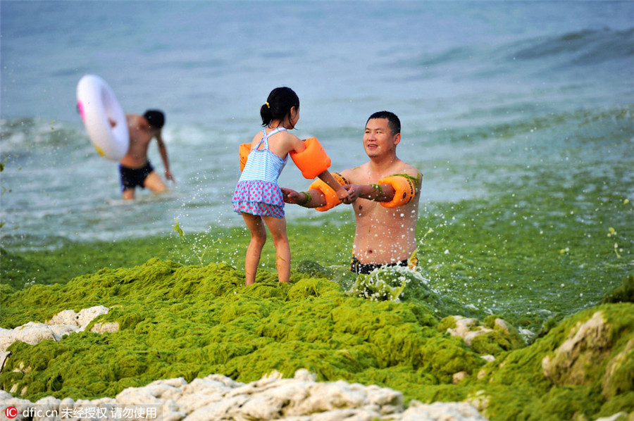 Sea grass takes over Qingdao beaches