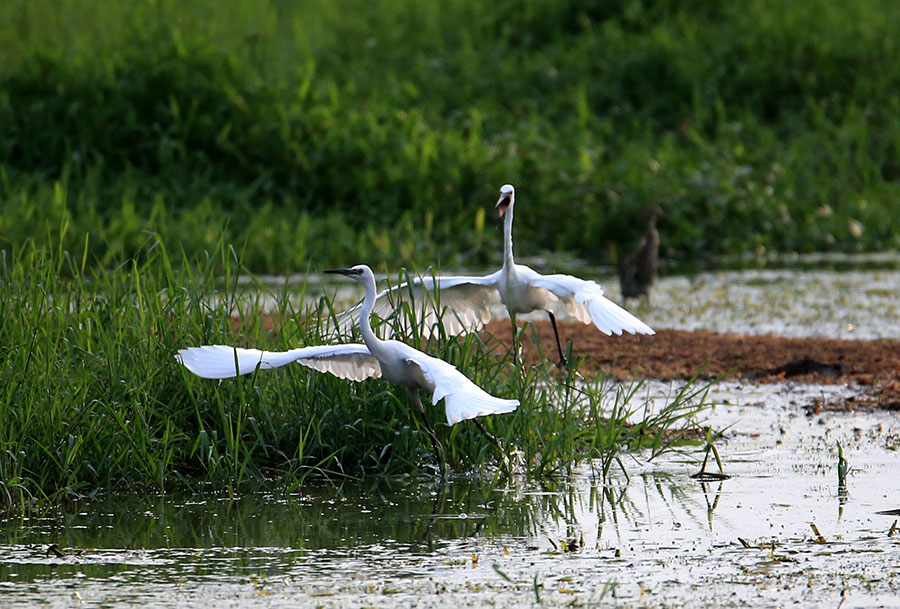 Xinanjiang River becomes heaven for egrets