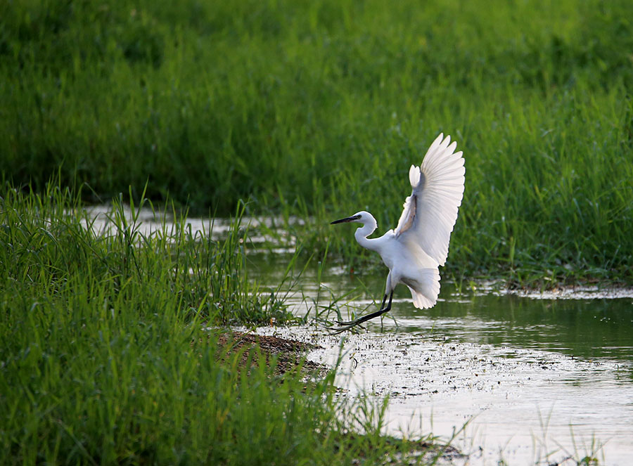 Xinanjiang River becomes heaven for egrets