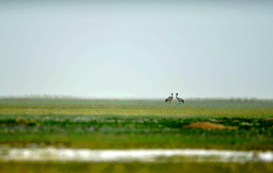Black-necked cranes seen at Yanchiwan National Nature Reserve