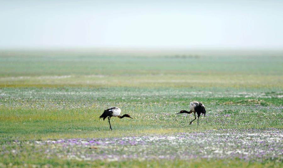 Black-necked cranes seen at Yanchiwan National Nature Reserve