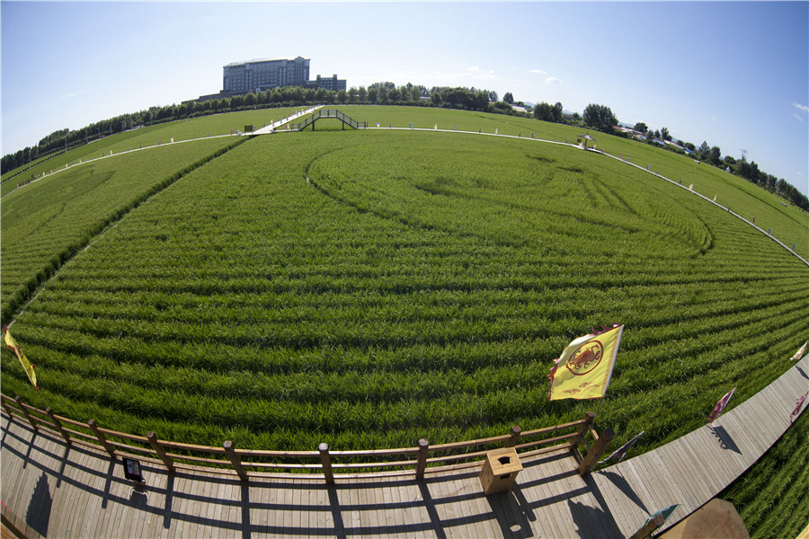 Rice paddy themed park reveals beauty of nature