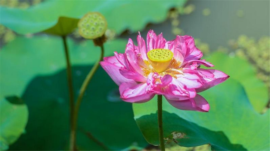 Lotus ponds open to public in E China's village