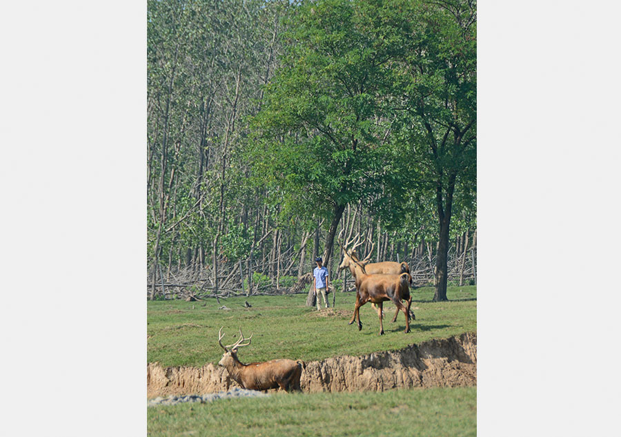 Elks well protected in Dafeng