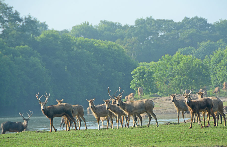 Elks well protected in Dafeng