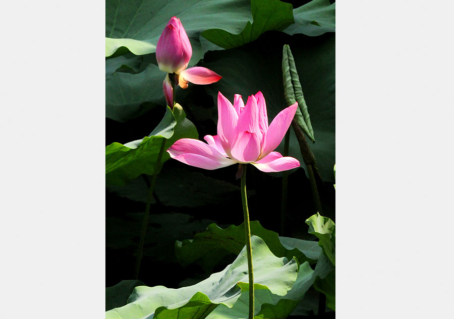 Lotus flower brightens Zhuozheng garden in Suzhou