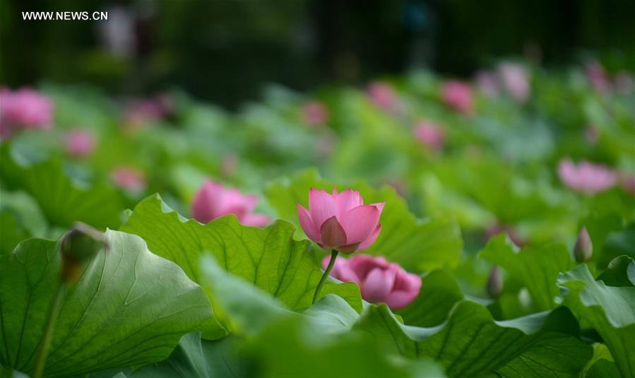 Lotus flowers bloom in Yangzhou city, Jiangsu province