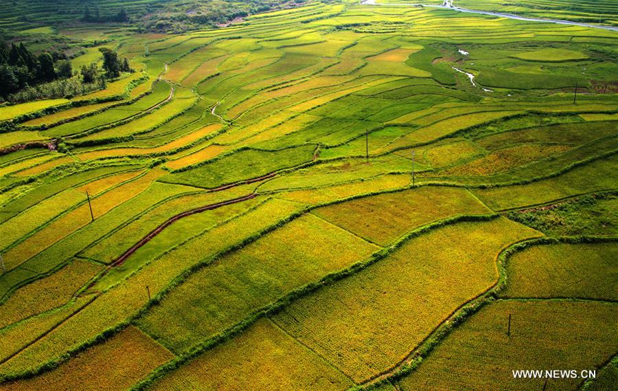 Paddy fields seen in Hunan province