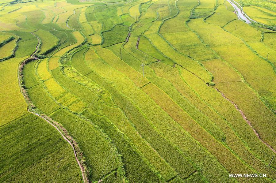 Paddy fields seen in Hunan province