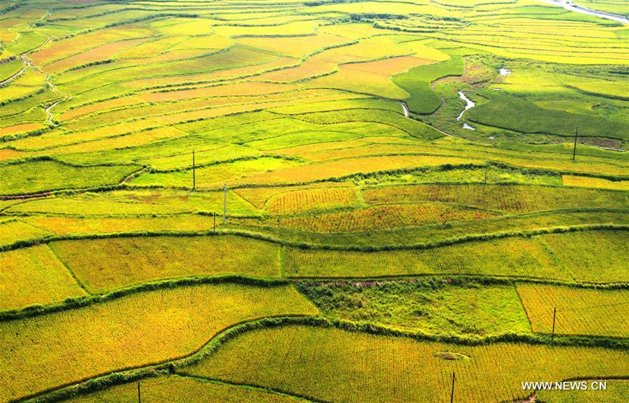 Paddy fields seen in Hunan province