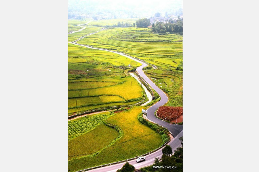 Paddy fields seen in Hunan province