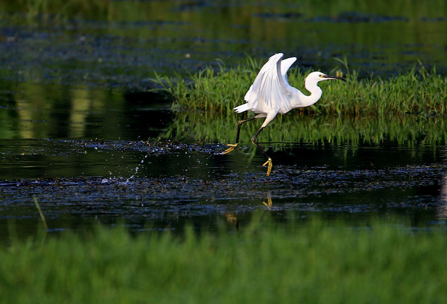 Egrets thrive along eco-friendly Xinanjiang River