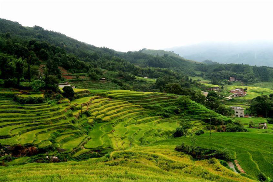 Scenery of rice fields in Quanzhou, S China's Guangxi