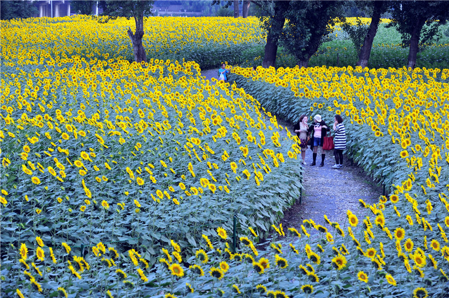 Shenyang sunflowers in full blossom