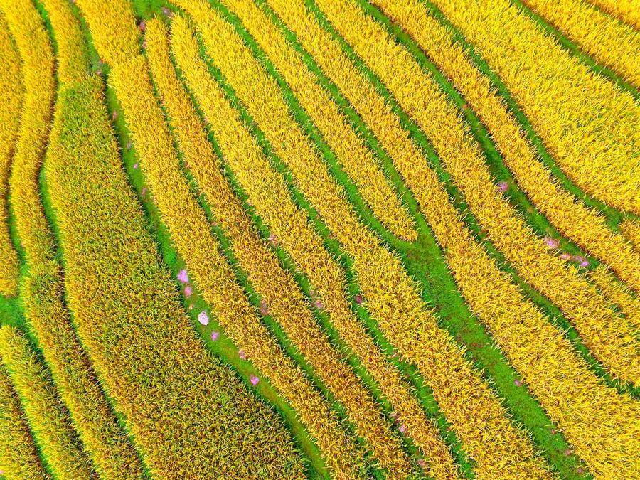 Aerial photos show paddy fields in South China's Guangxi