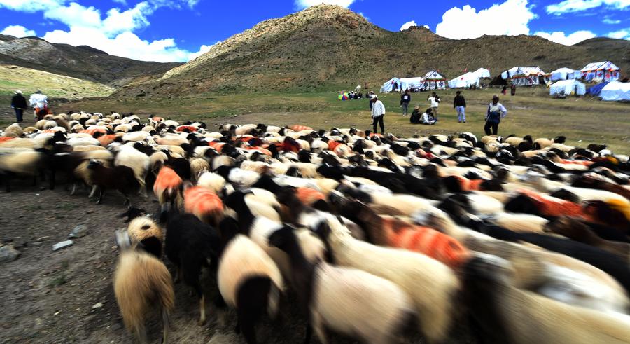 Sheep show held in Tibet