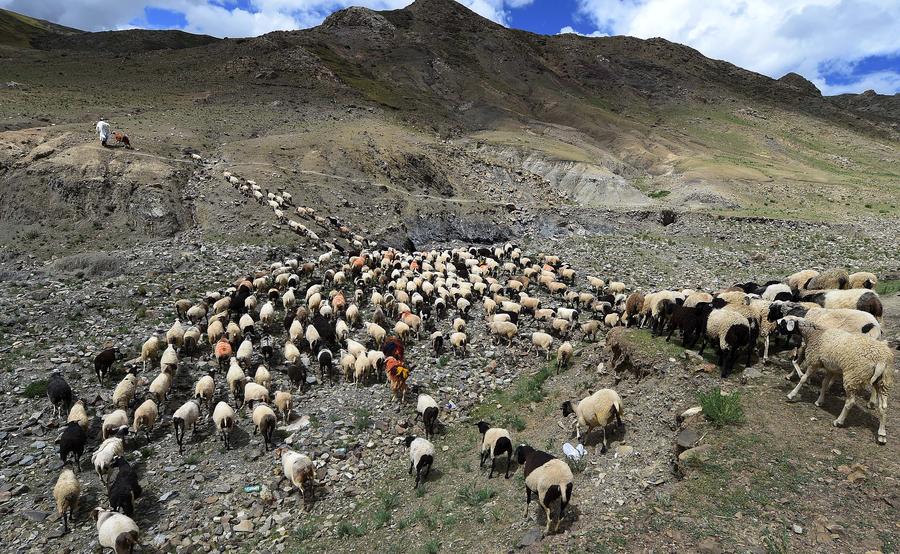 Sheep show held in Tibet