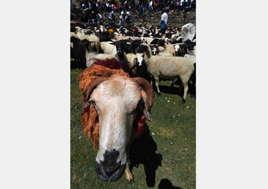 Sheep show held in Tibet