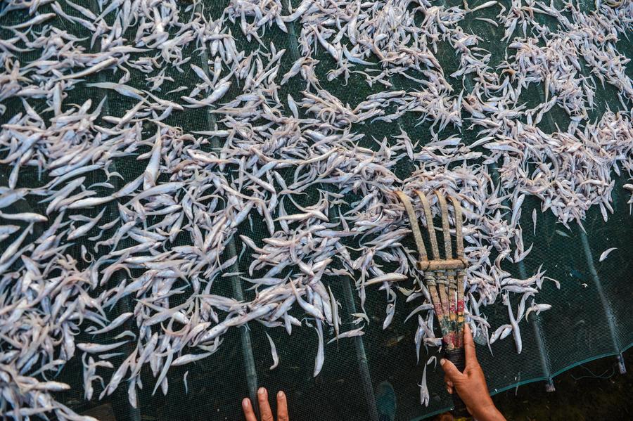 Villagers busy in drying fish in E China