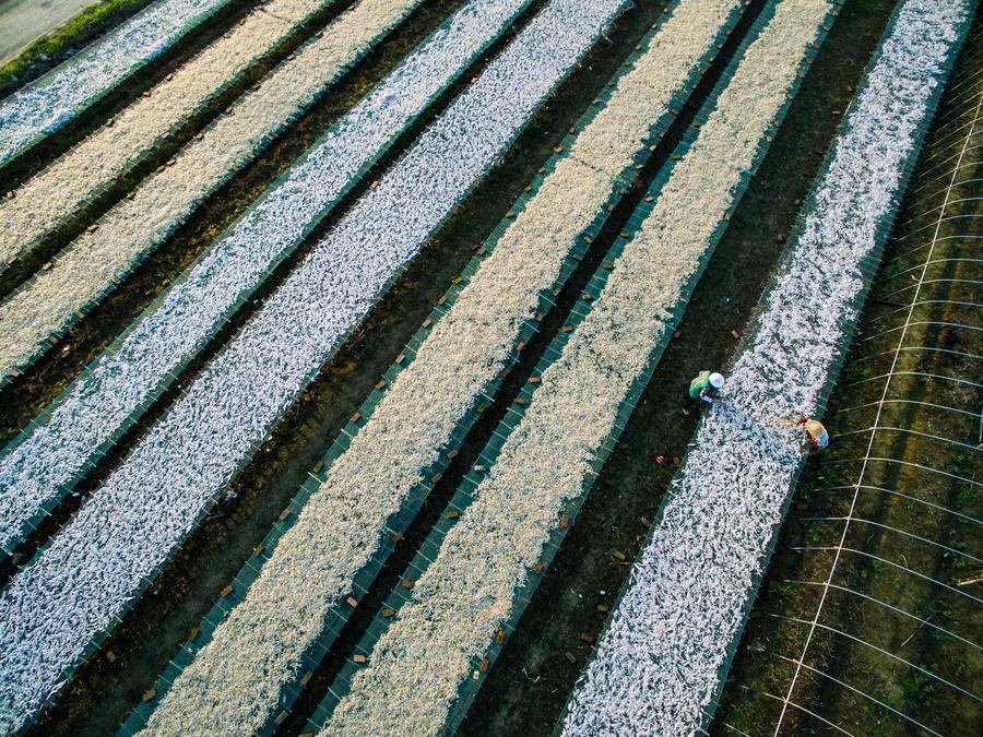 Villagers busy in drying fish in E China