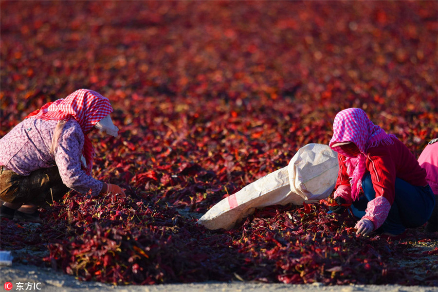 Stunning colors celebrate China's autumn harvest