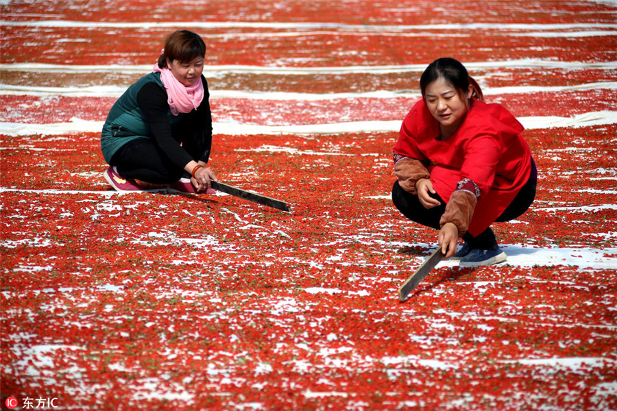 Stunning colors celebrate China's autumn harvest