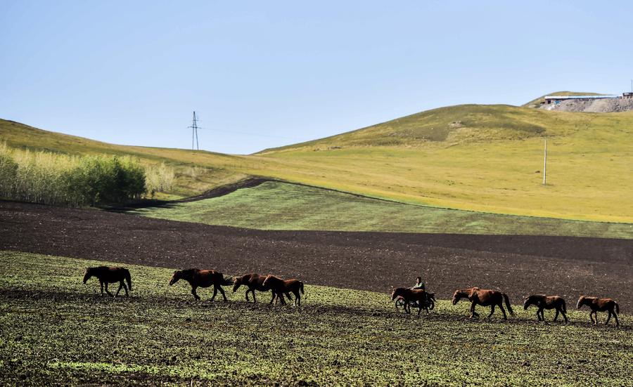 Grassland of Hulun Buir in Inner Mongolia